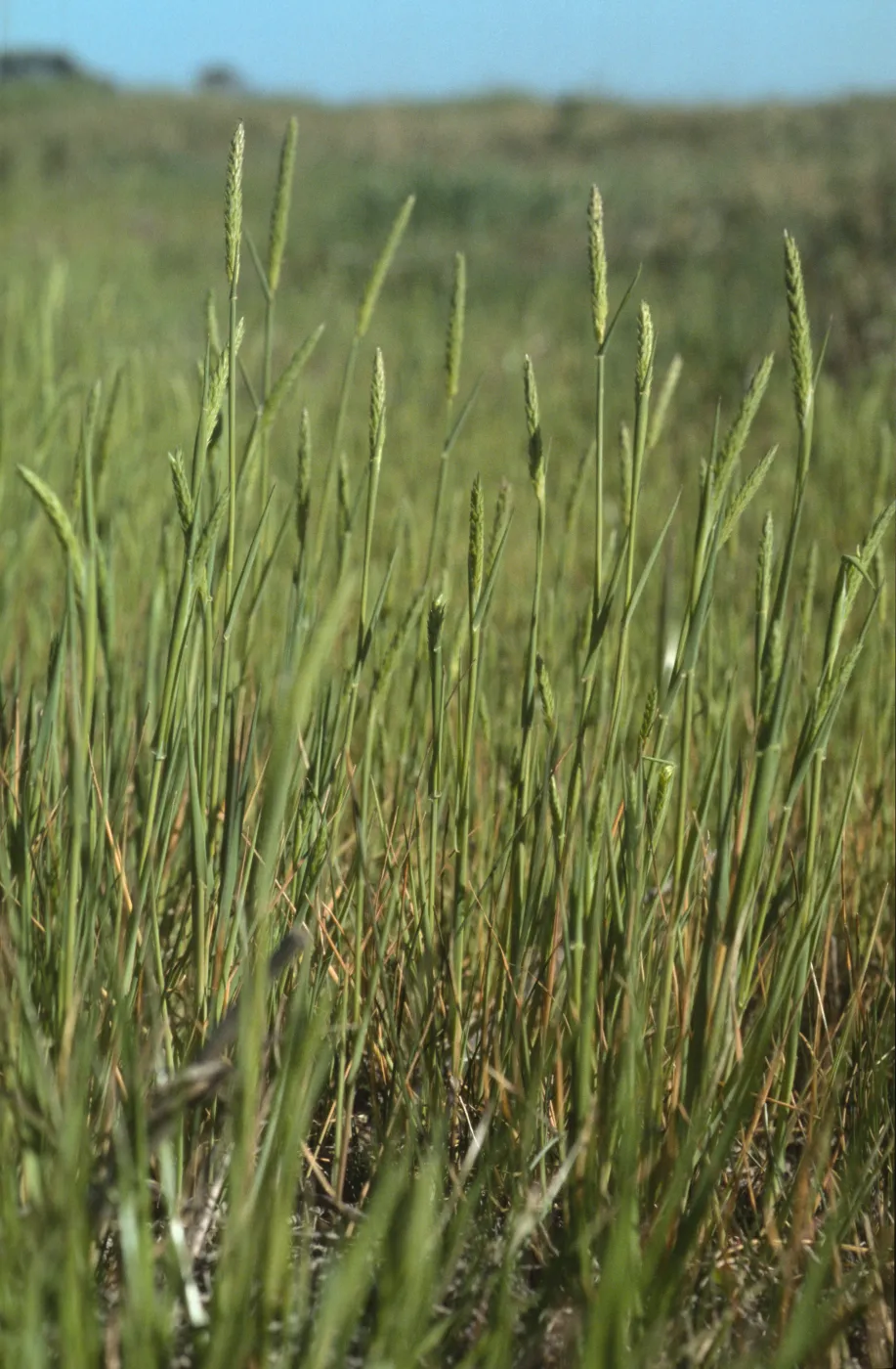 Alopecurus saccatus