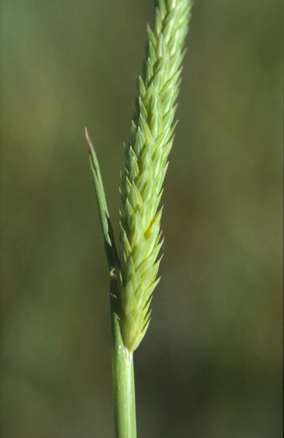 Alopecurus saccatus