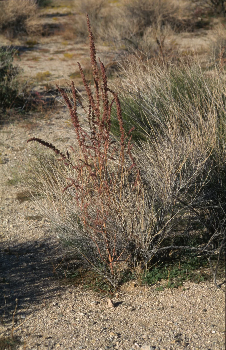 Amaranthus fimbriatus