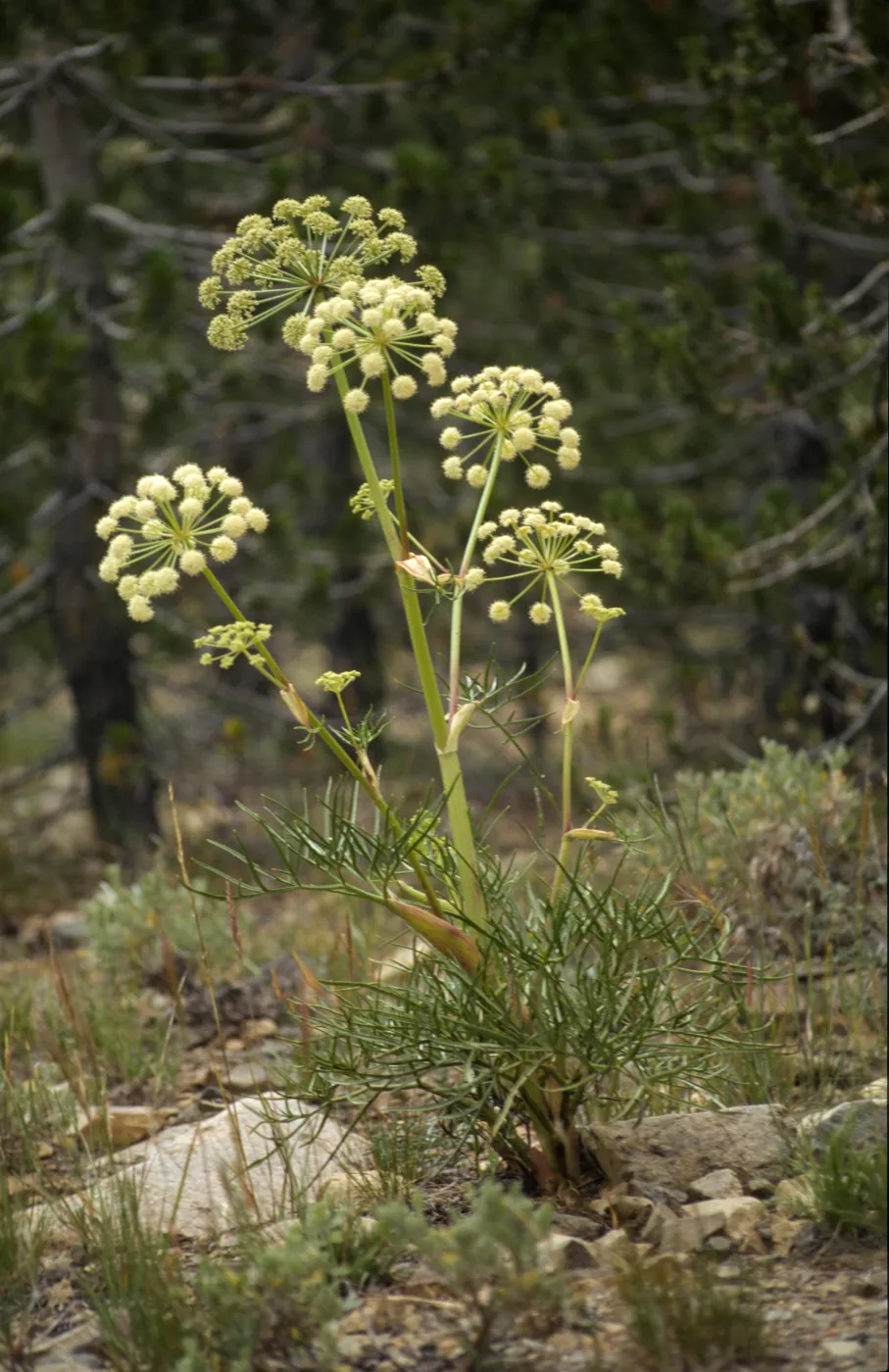 Angelica lineariloba