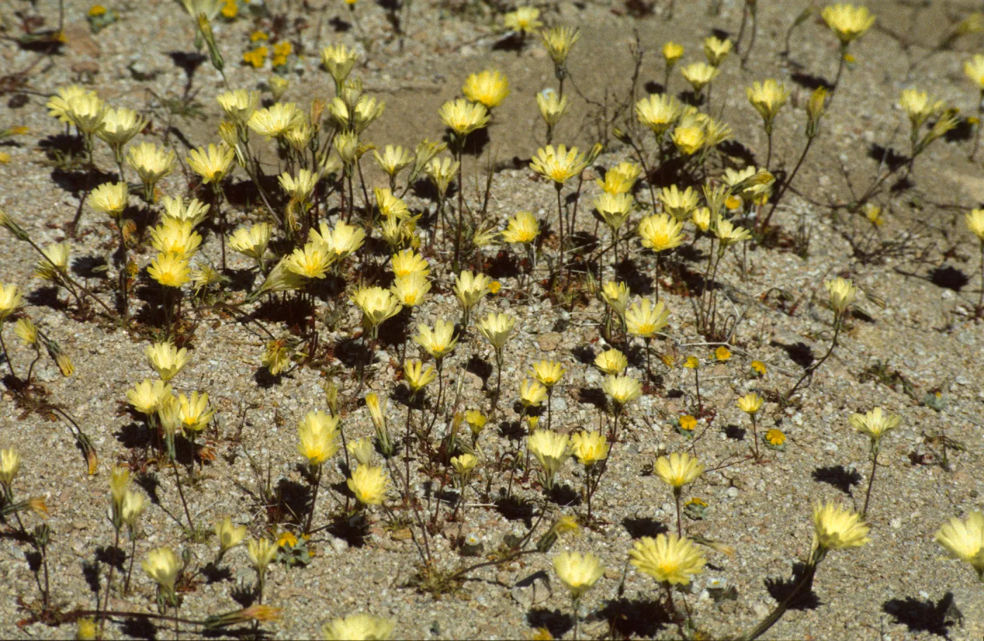 Anisocoma acaulis