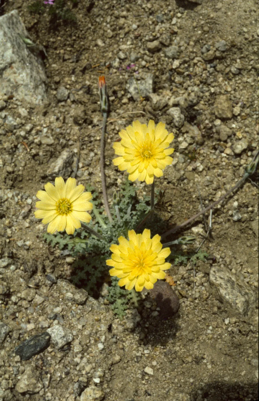 Anisocoma acaulis