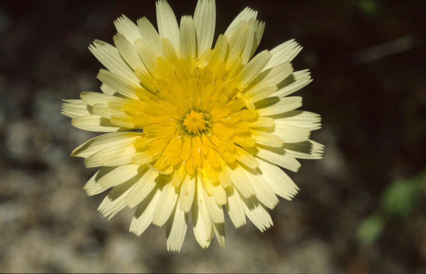 Anisocoma acaulis