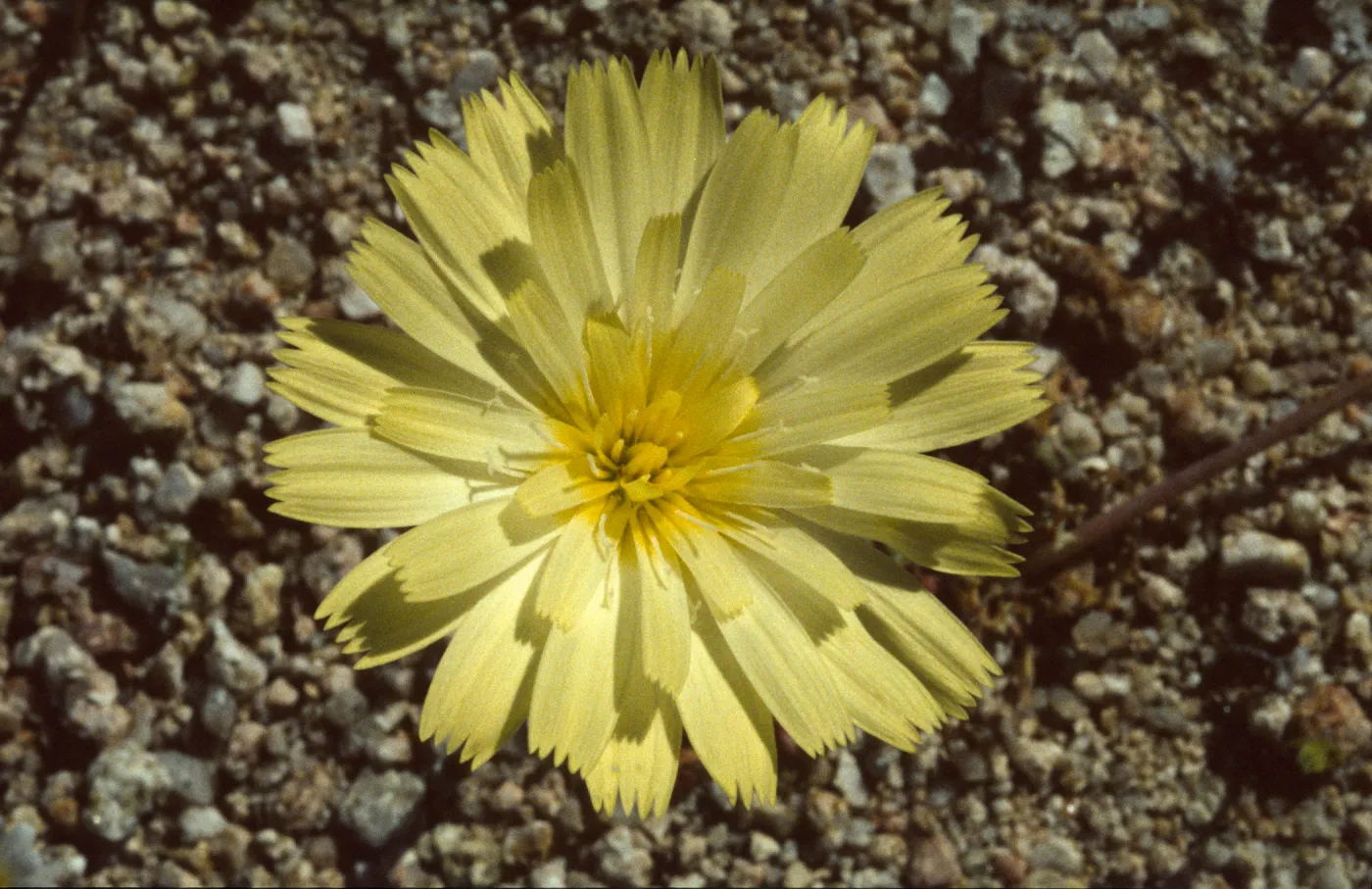Anisocoma acaulis