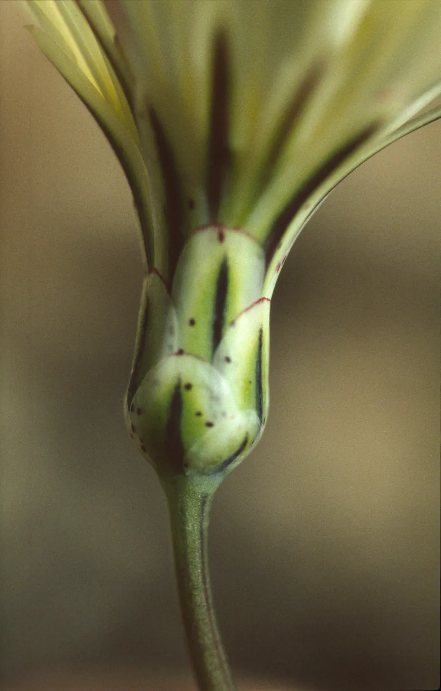 Anisocoma acaulis