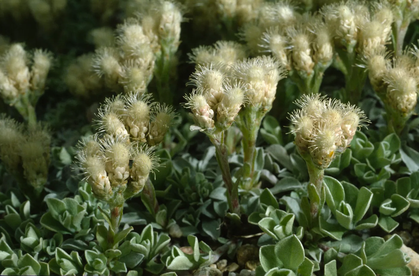 Antennaria dimorpha