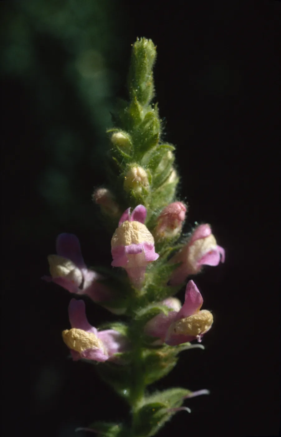 Antirrhinum multiflorum