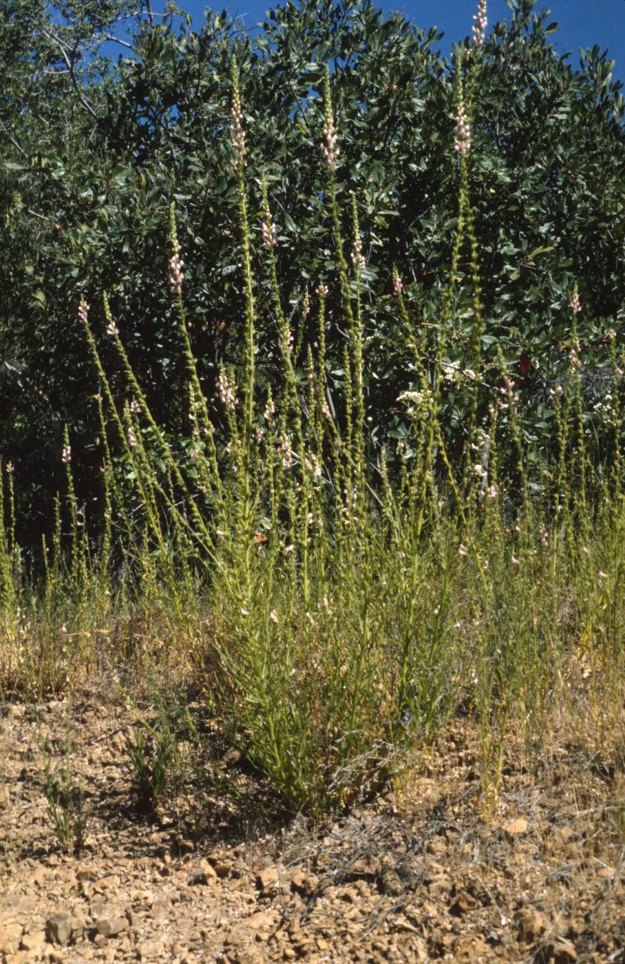 Antirrhinum multiflorum