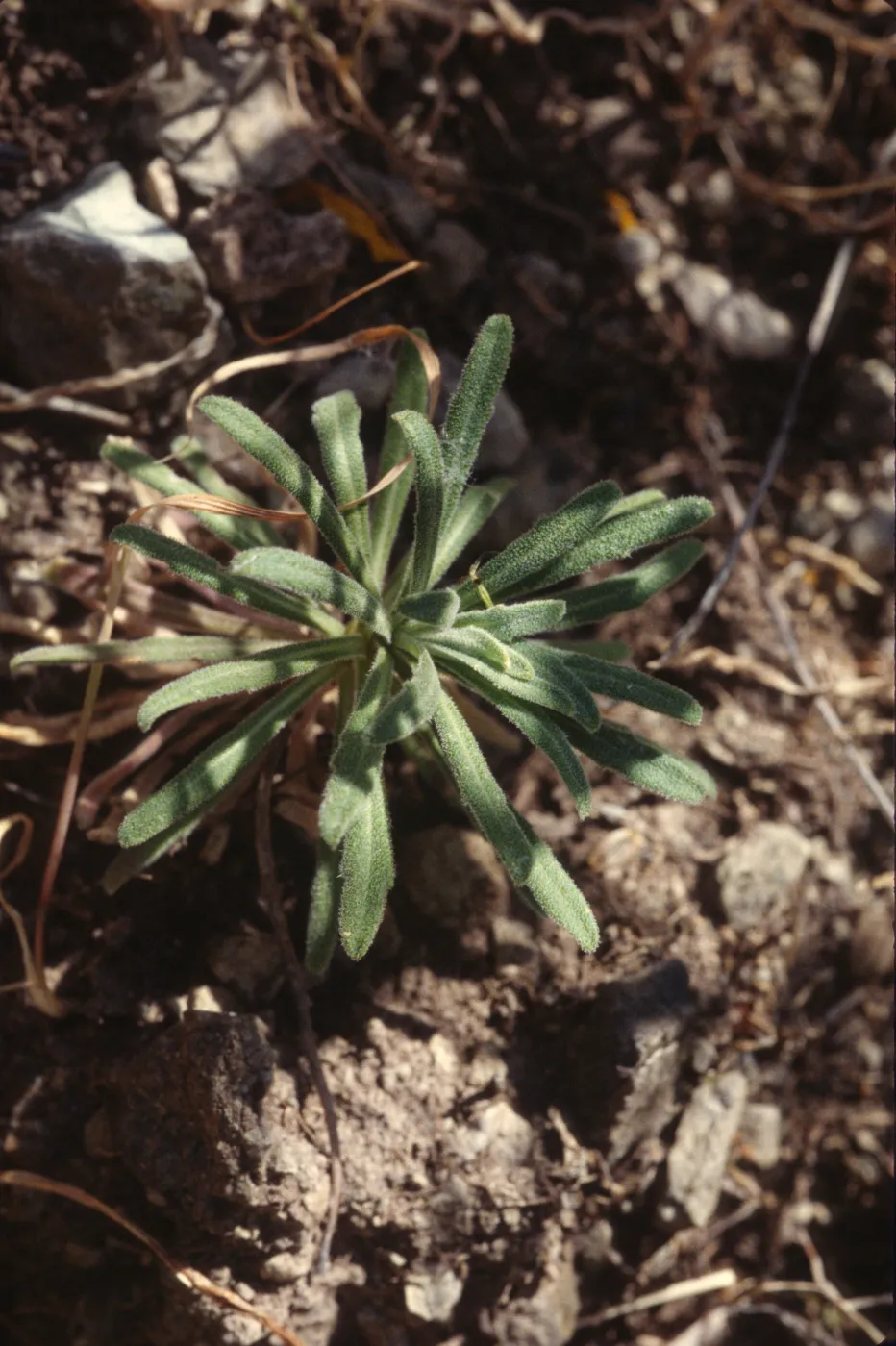 Arabis hoffmannii