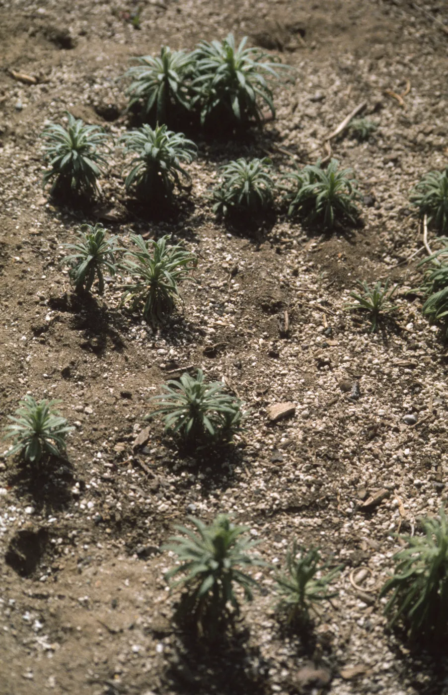 Arabis hoffmannii