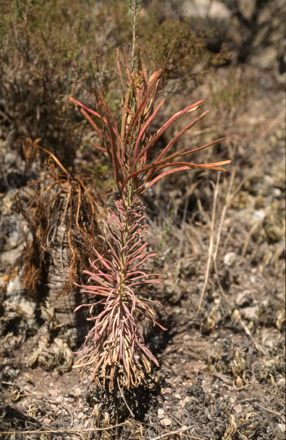 Arabis hoffmannii, in fruit