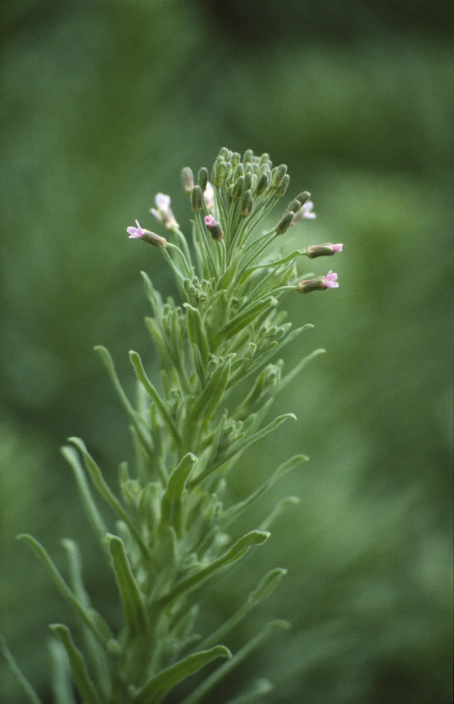 Arabis hoffmannii