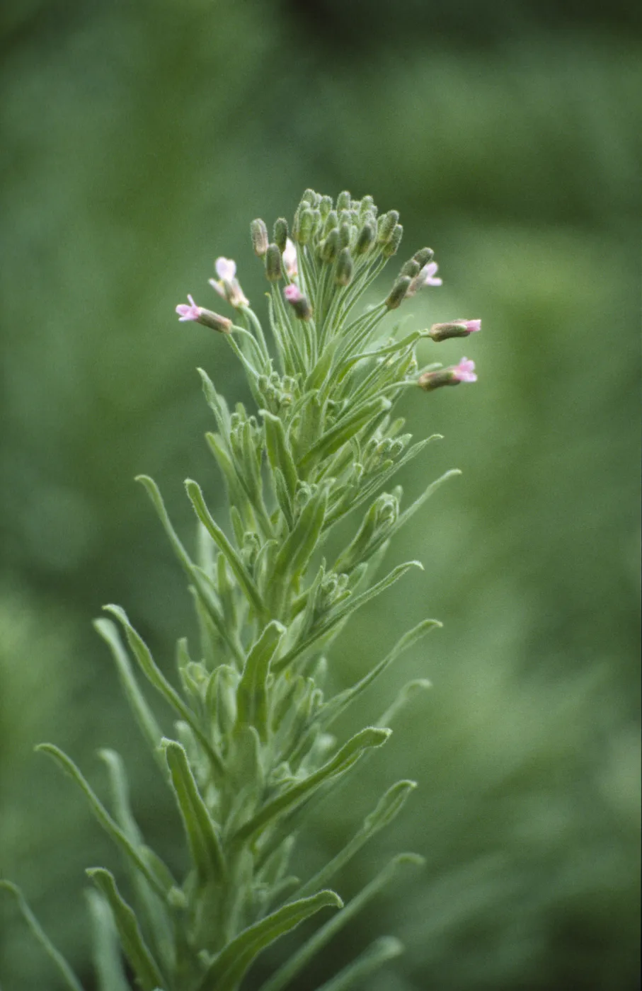 Arabis hoffmannii