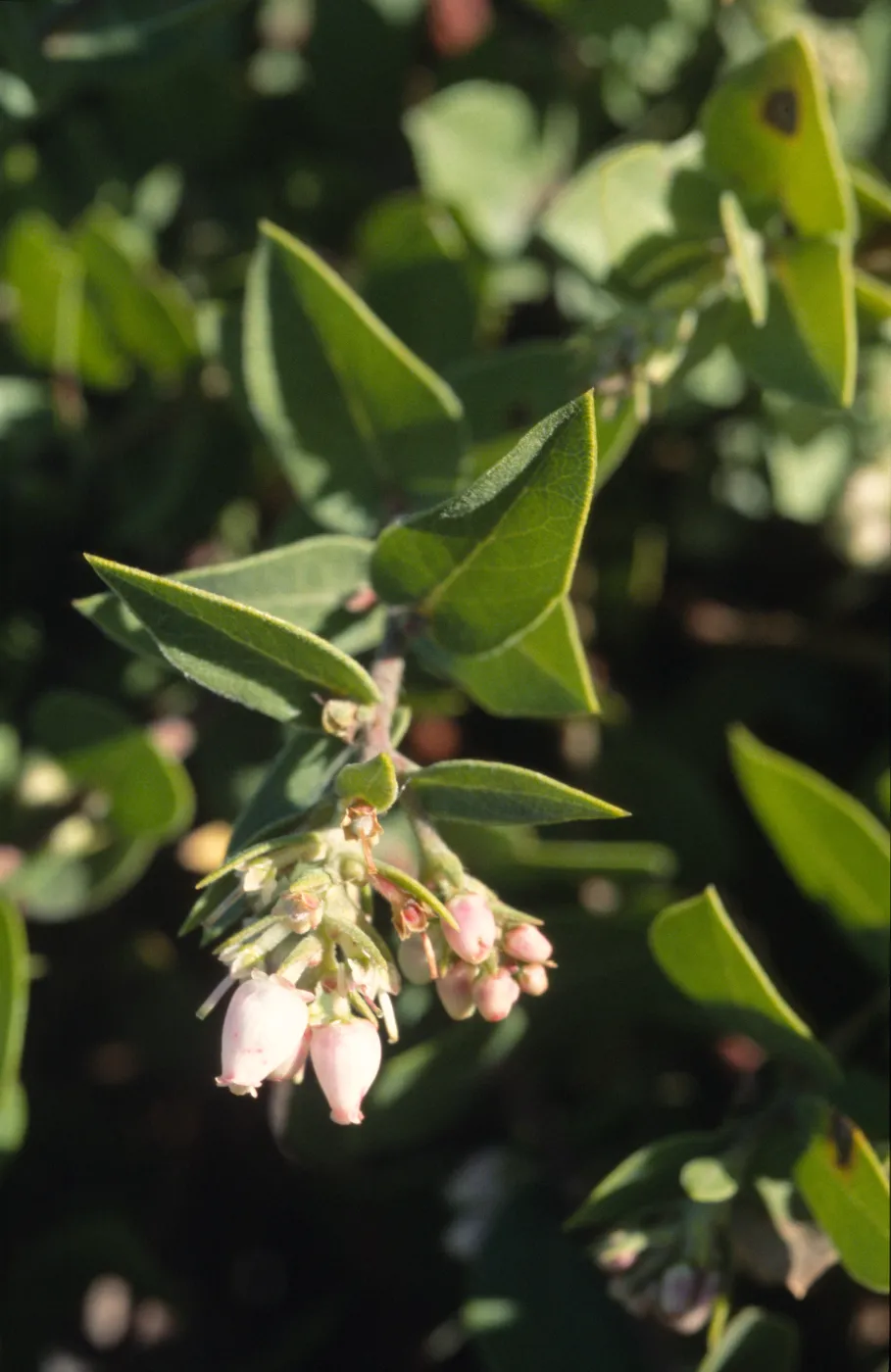 Arctostaphylos cruzensis