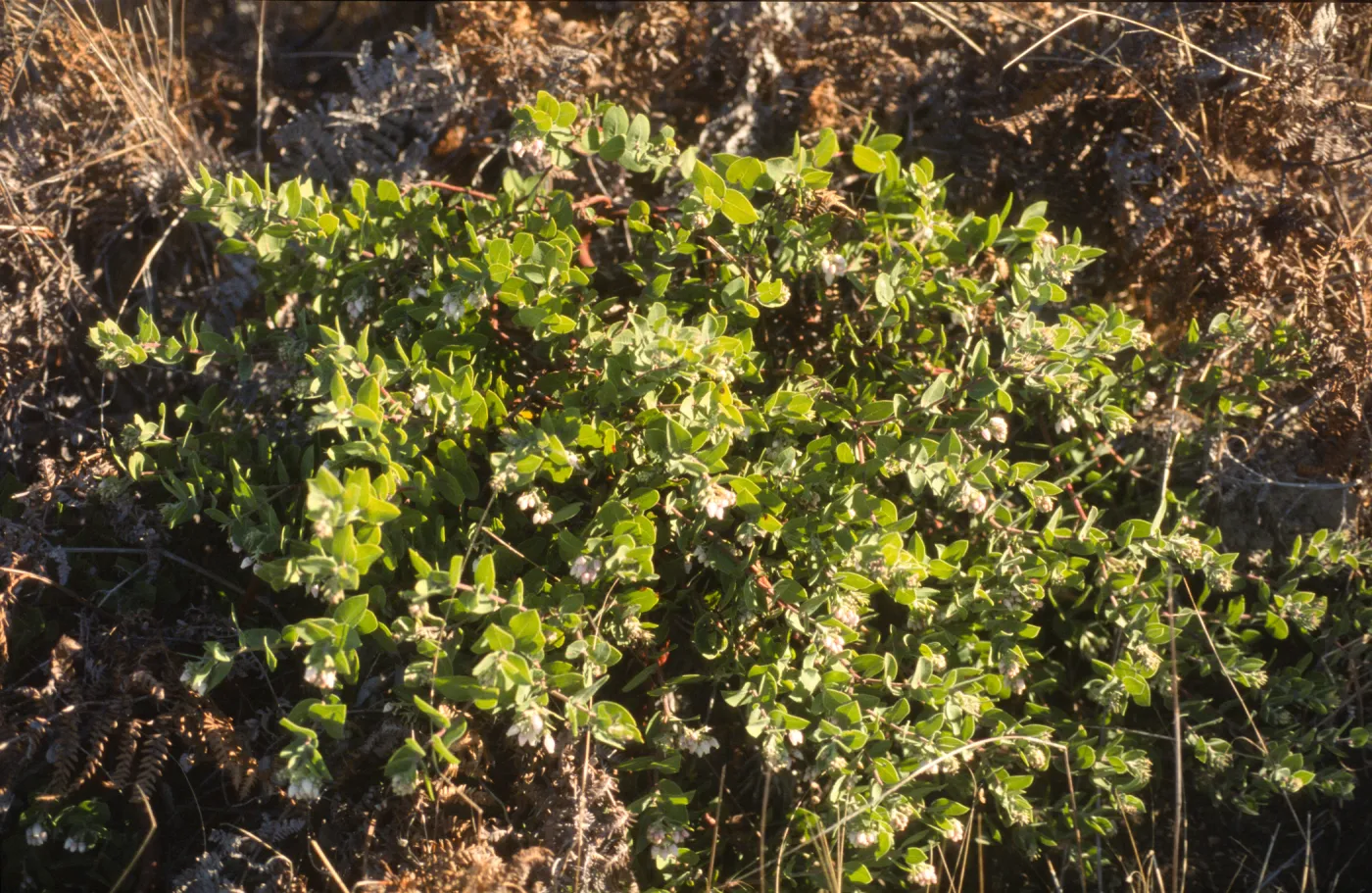 Arctostaphylos cruzensis