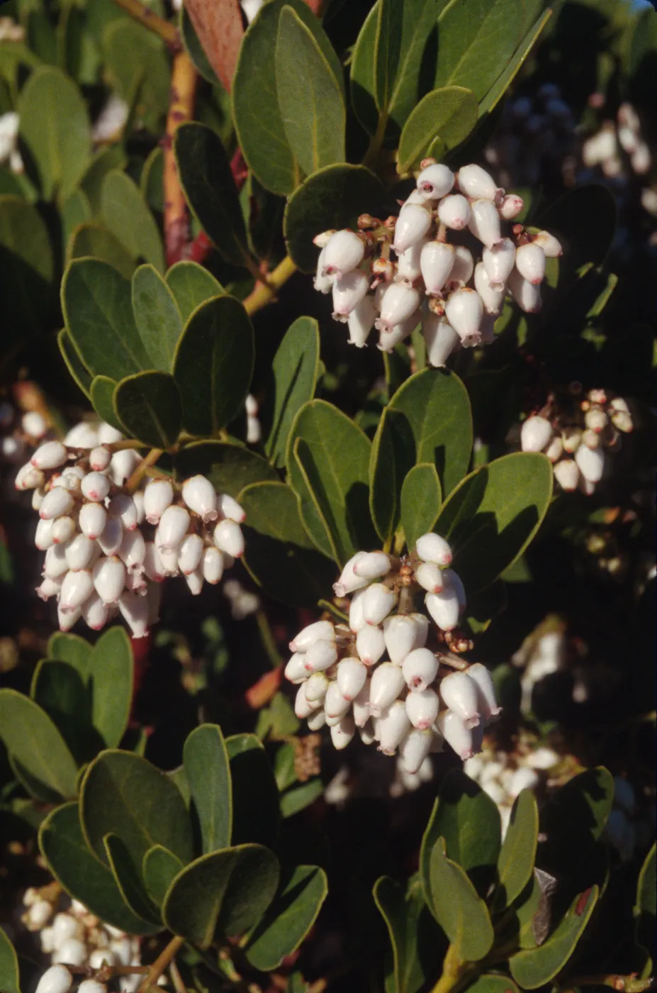 Arctostaphylos insularis