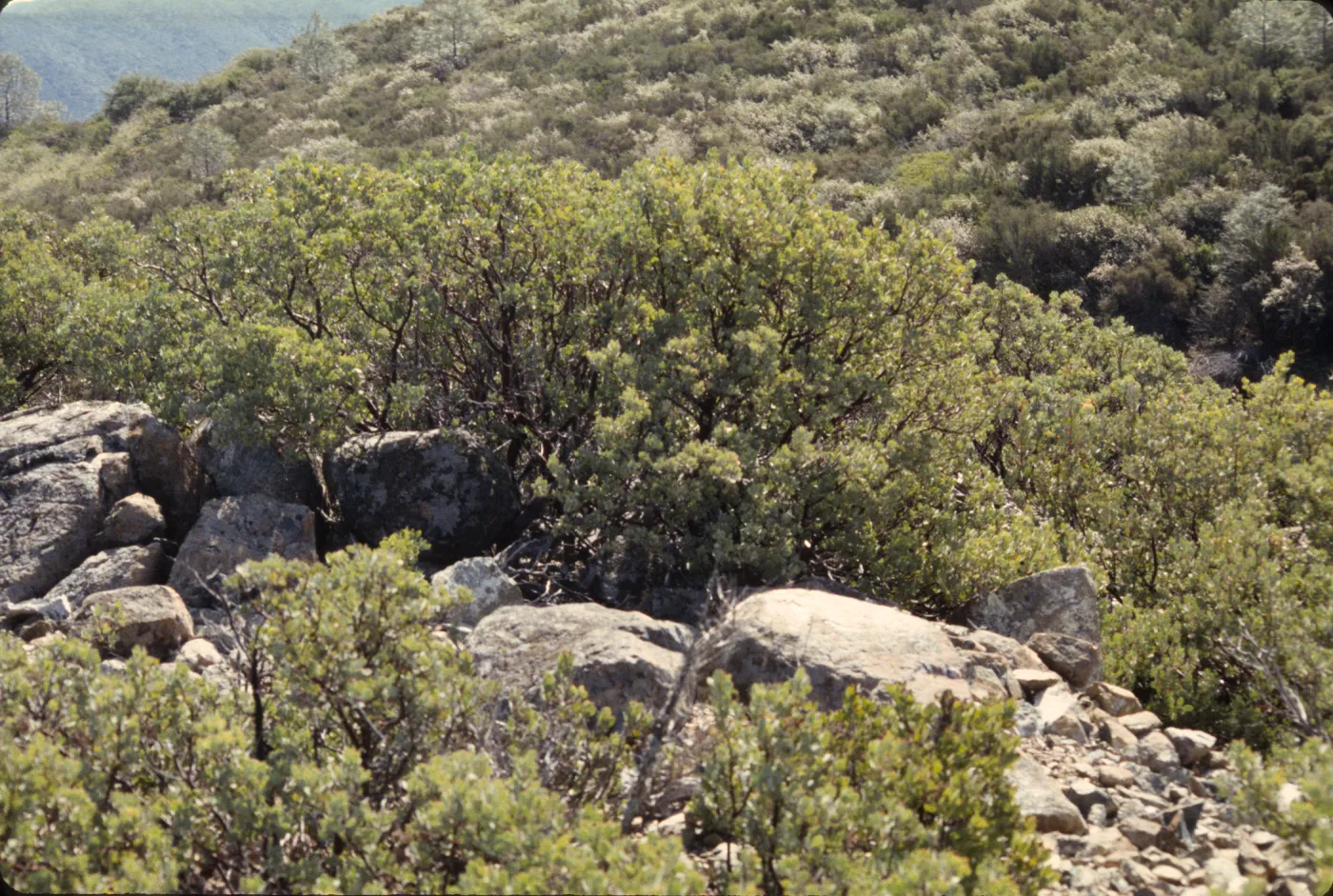 Arctostaphylos obispoensis, serpentine