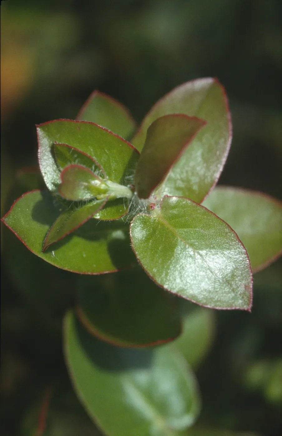 Arctostaphylos purissima
