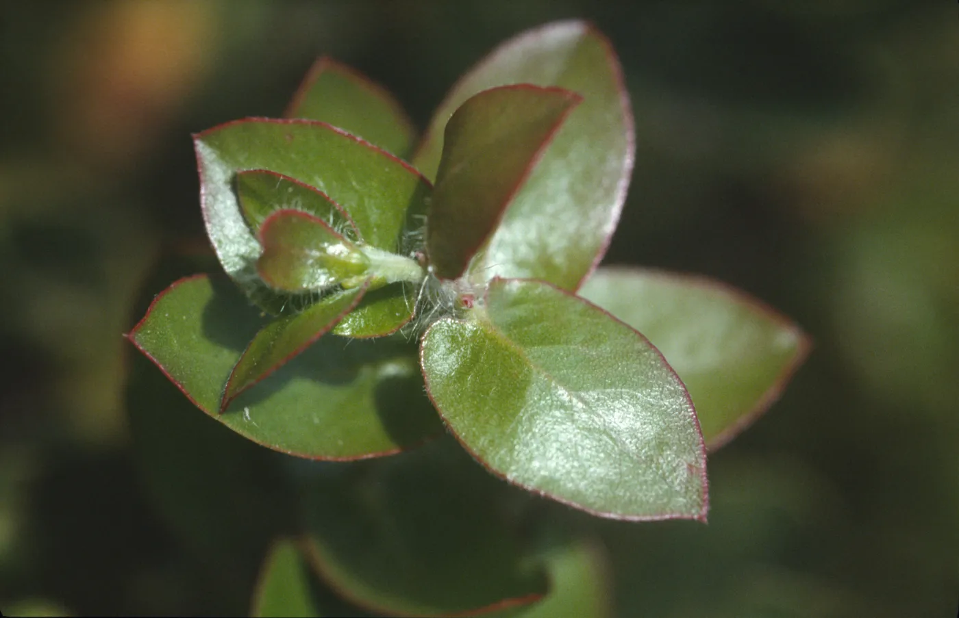 Arctostaphylos purissima