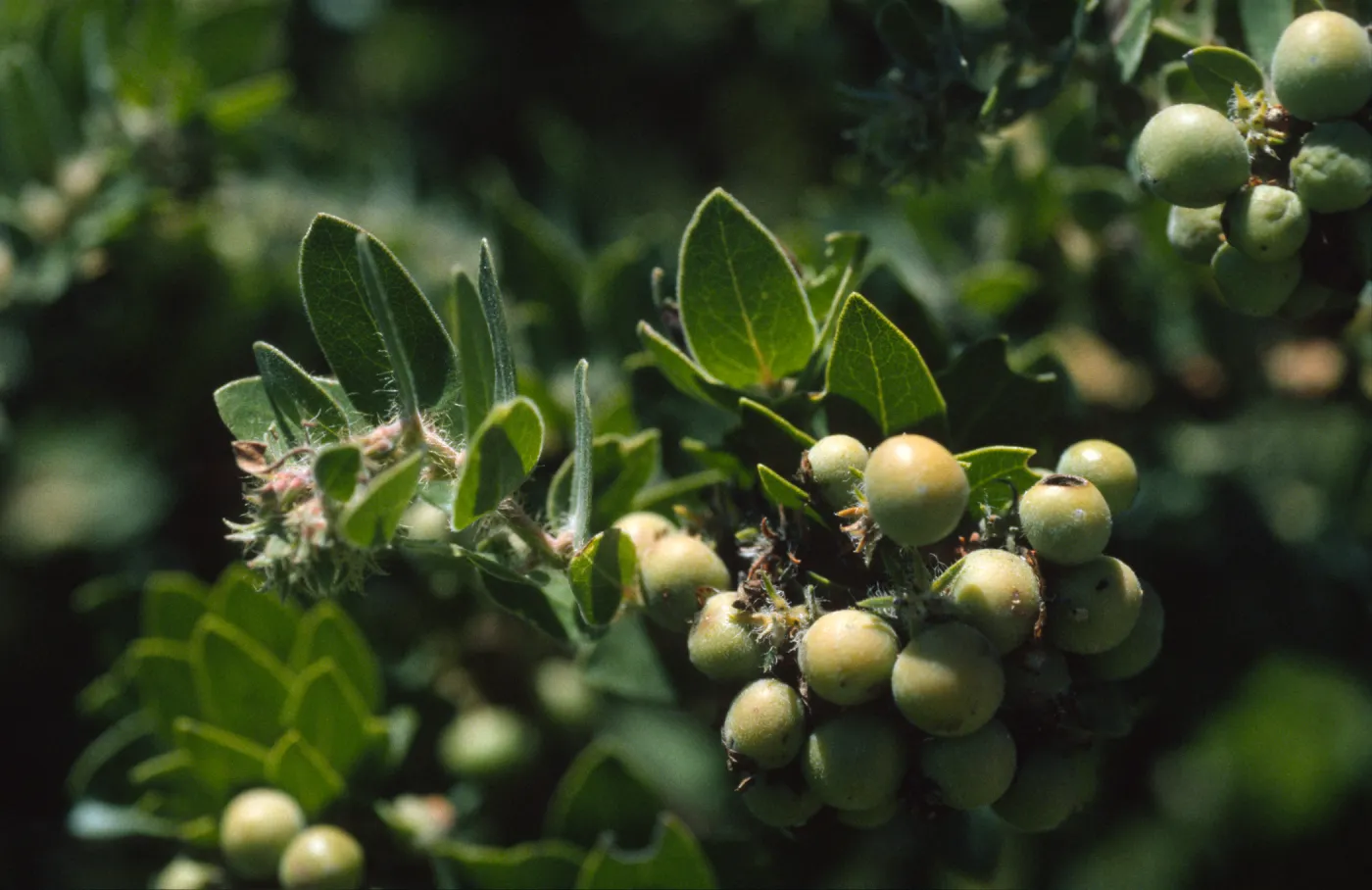 Arctostaphylos viridissima fruits