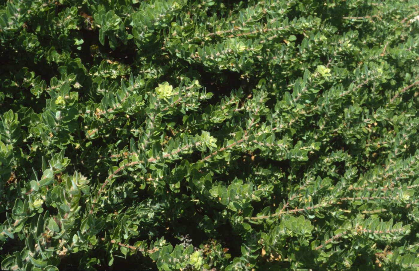 Arctostaphylos viridissima