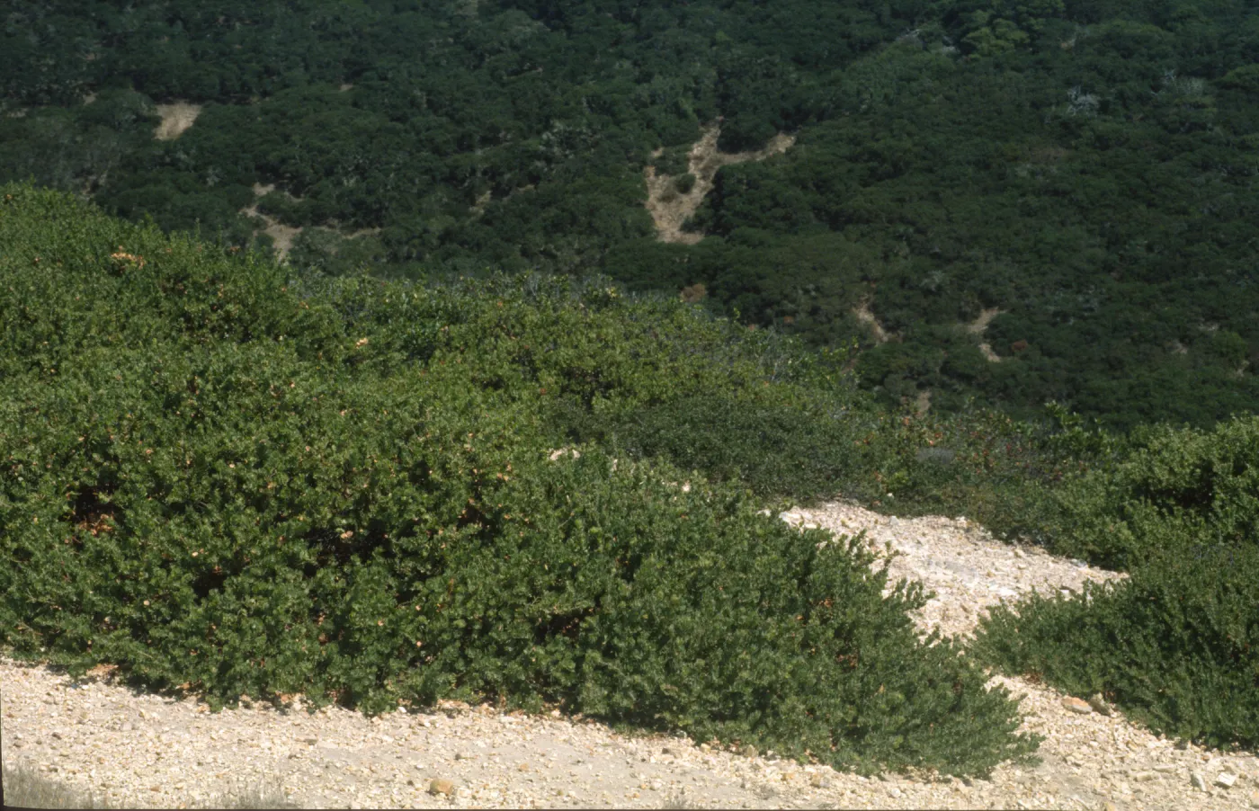 Arctostaphylos viridissima