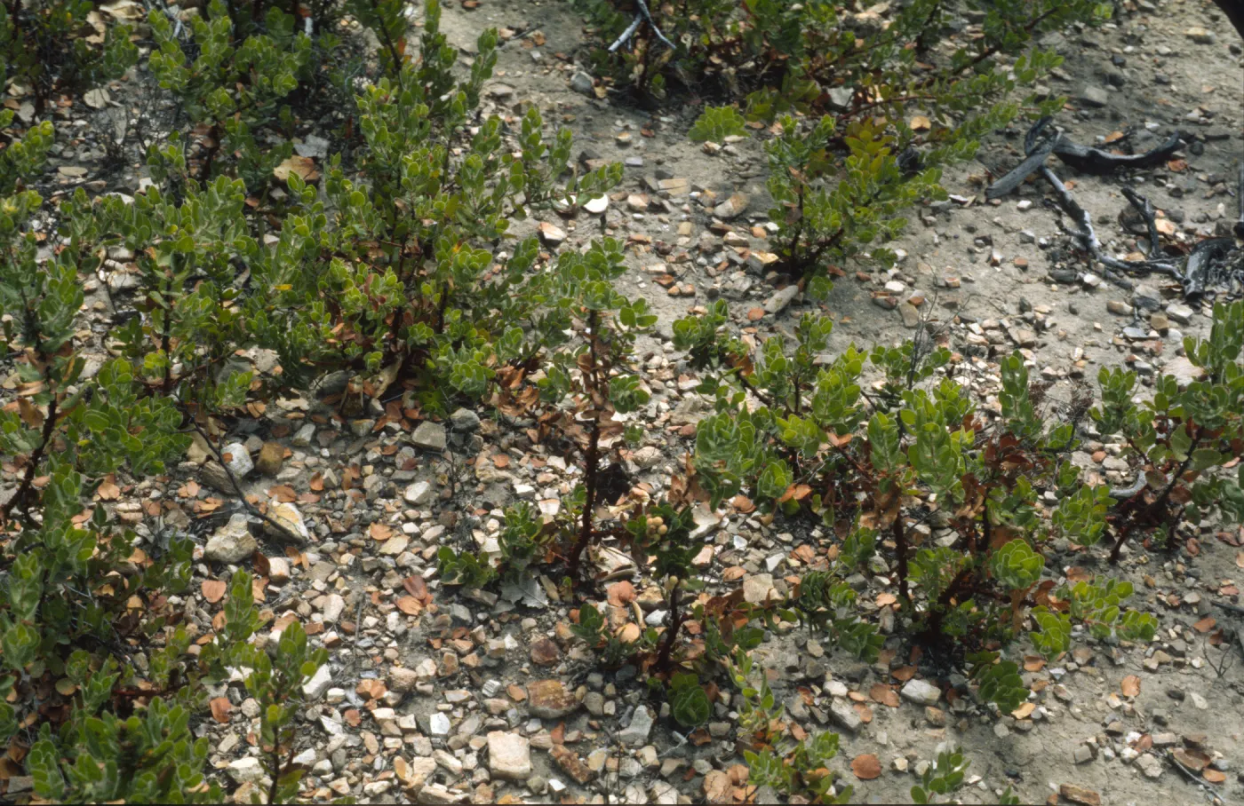 Arctostaphylos viridissima