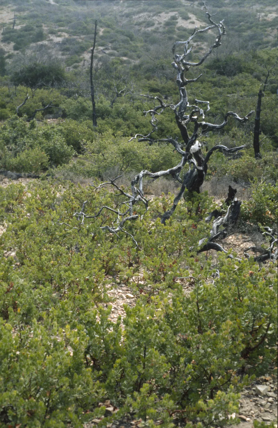 Arctostaphylos viridissima