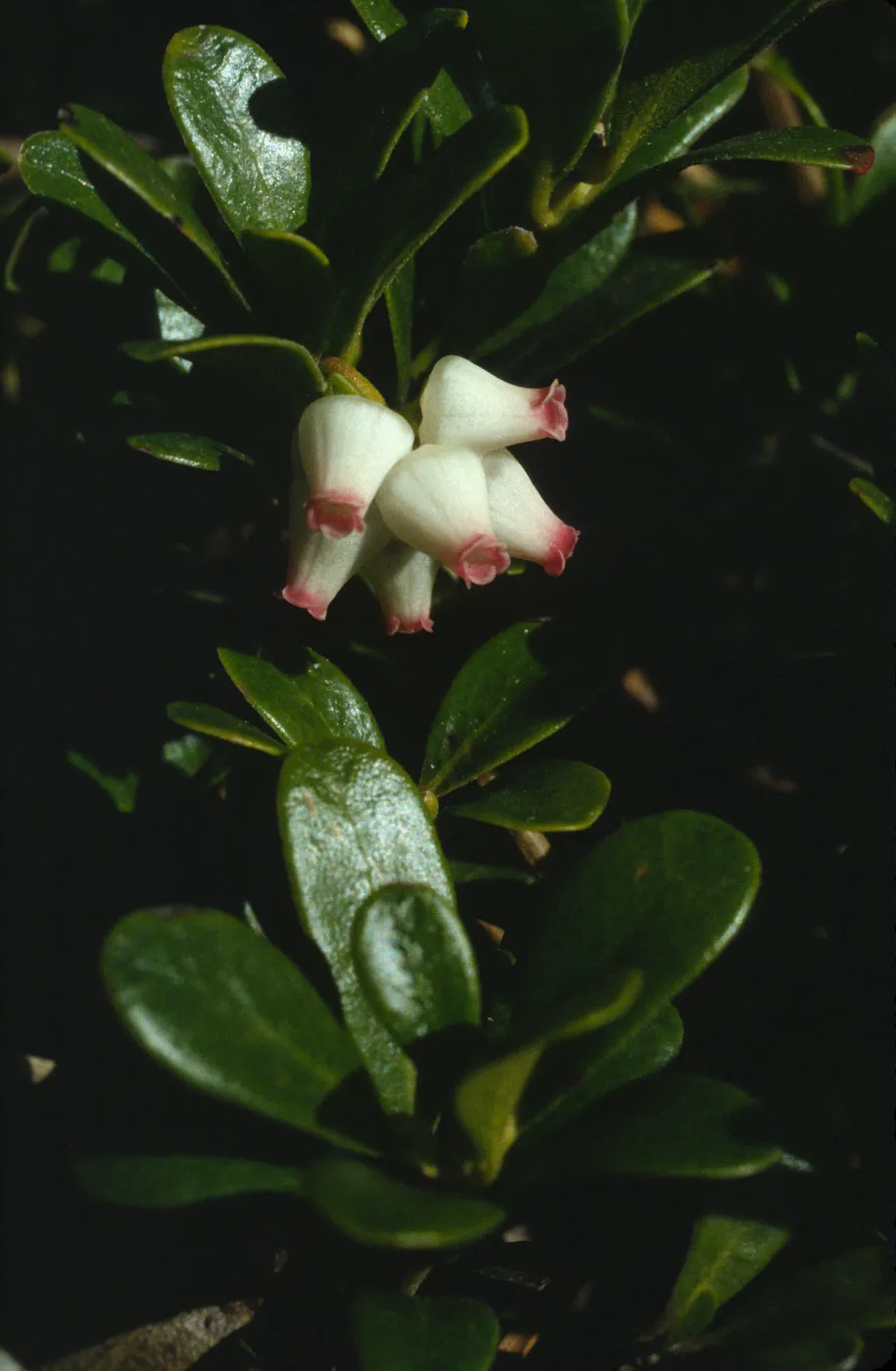 Arctostaphylos uva-ursi