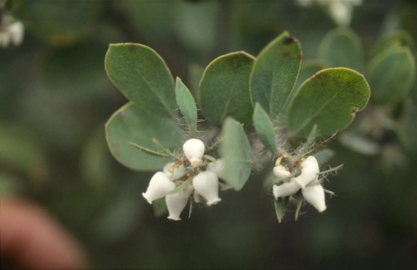 Arctostaphylos wellsii