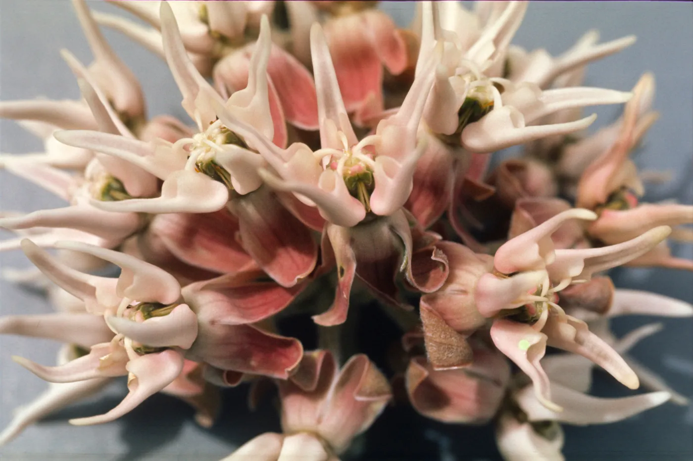 Asclepias speciosa