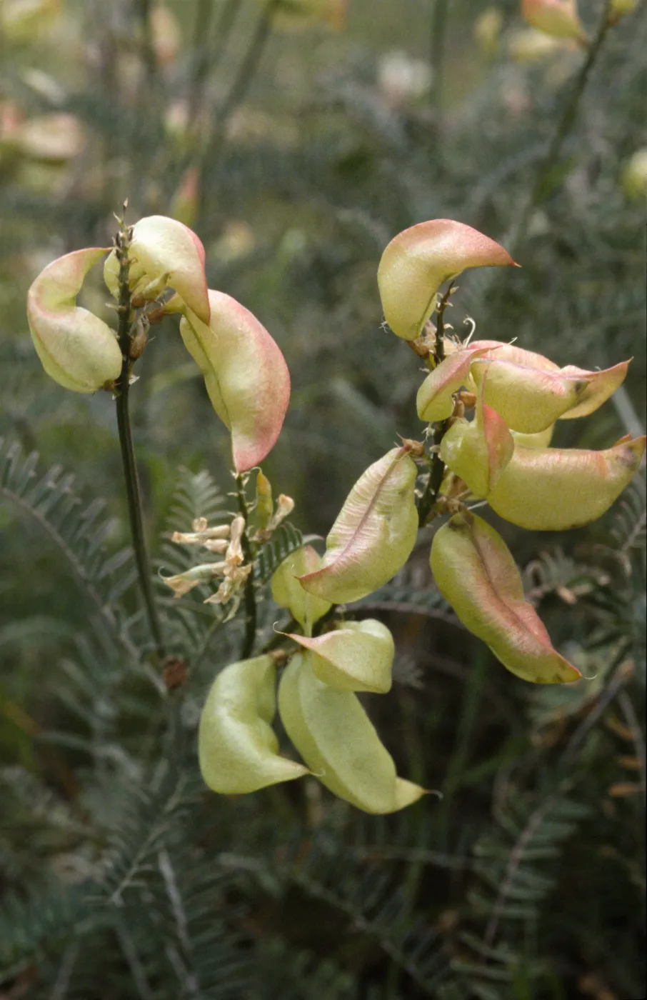 Astragalus curtipes