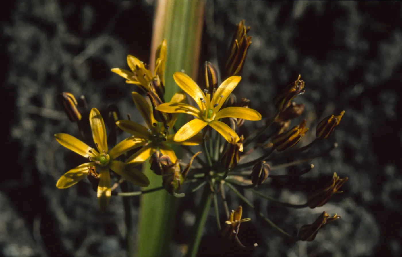 Bloomeria crocea
