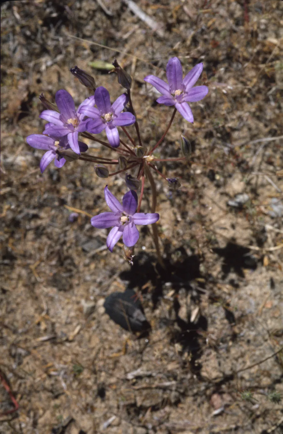 Brodiaea terrestris