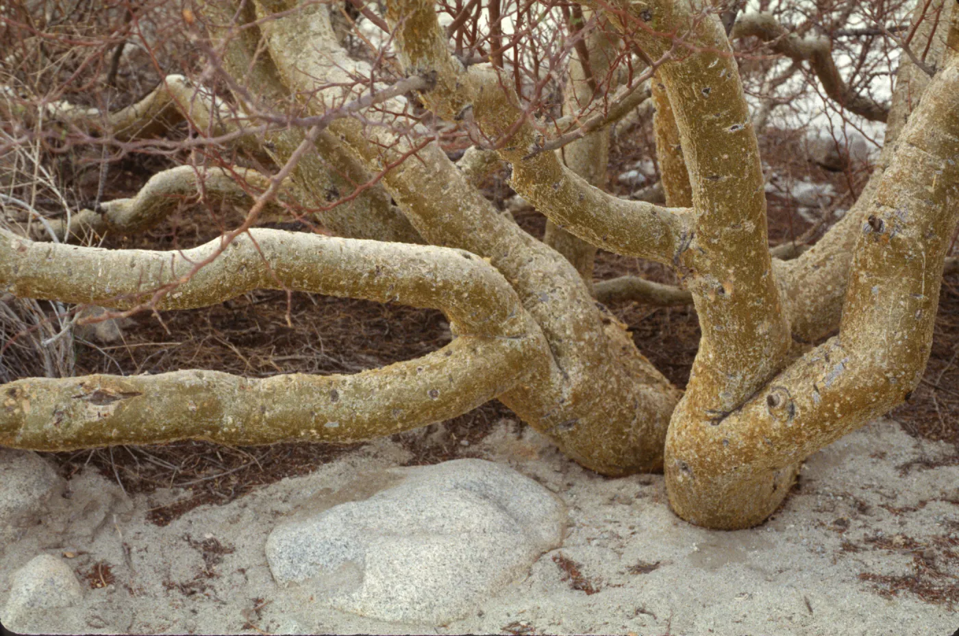 Bursera microphylla