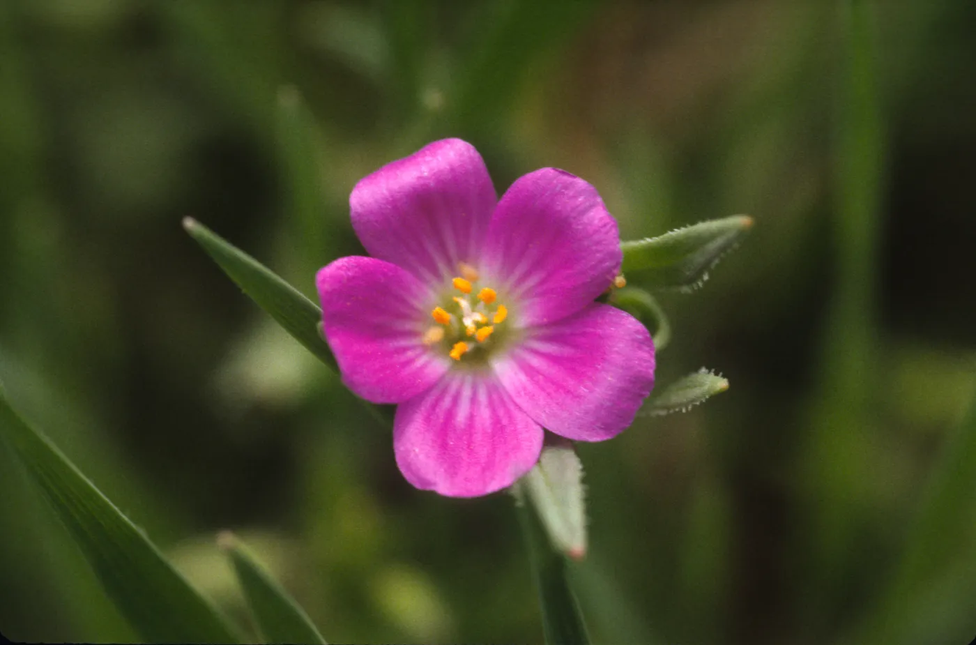 Calandrinia breweri