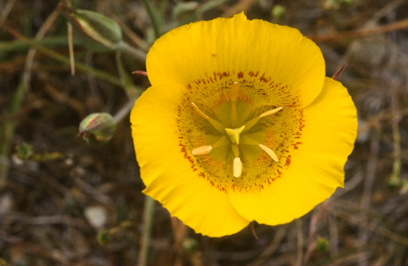 Calochortus clavatus var. recurvifolius