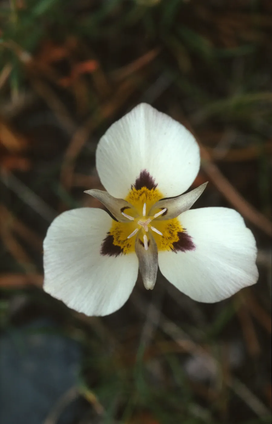 Calochortus leichtlinii
