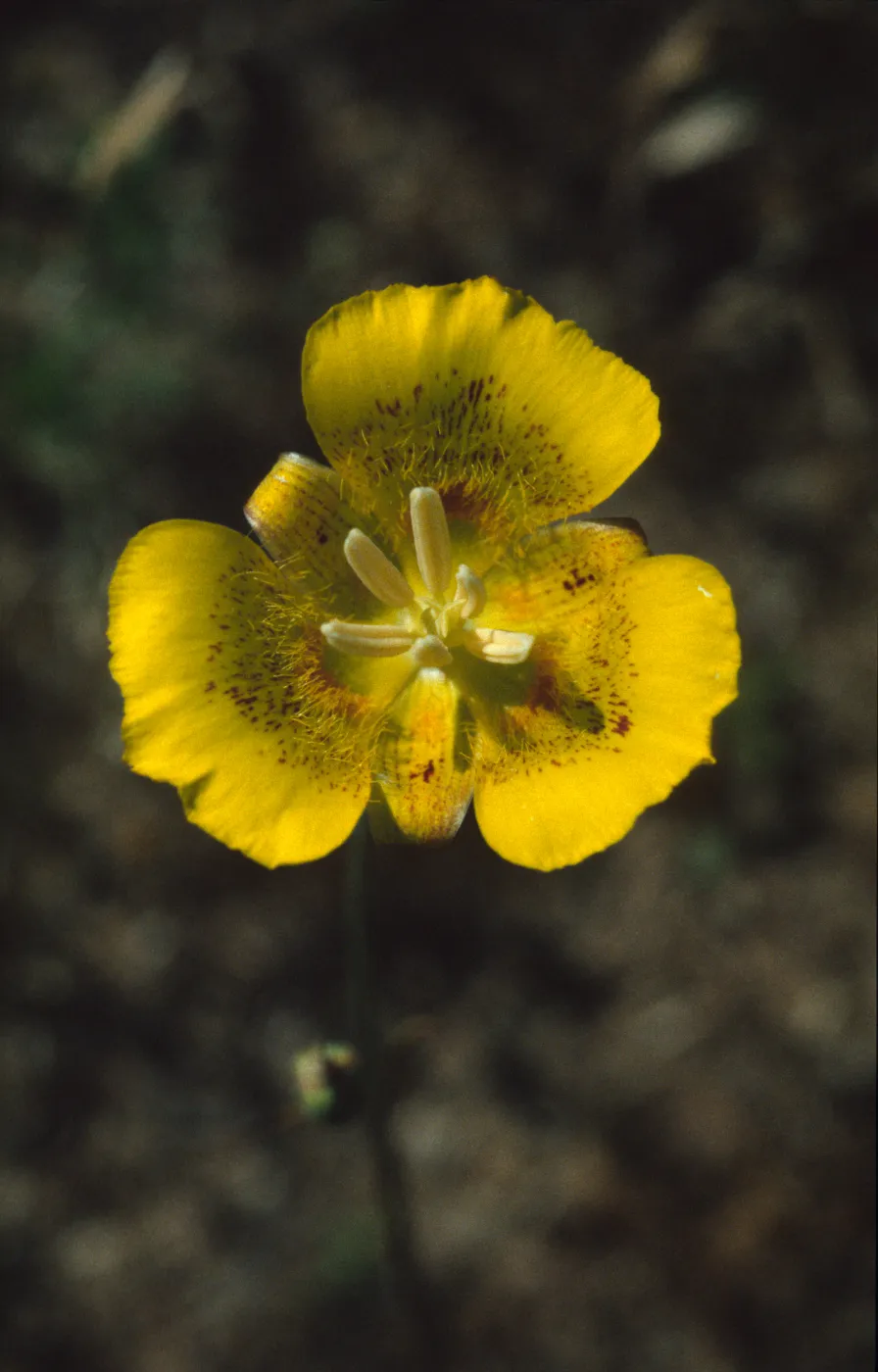 Calochortus luteus