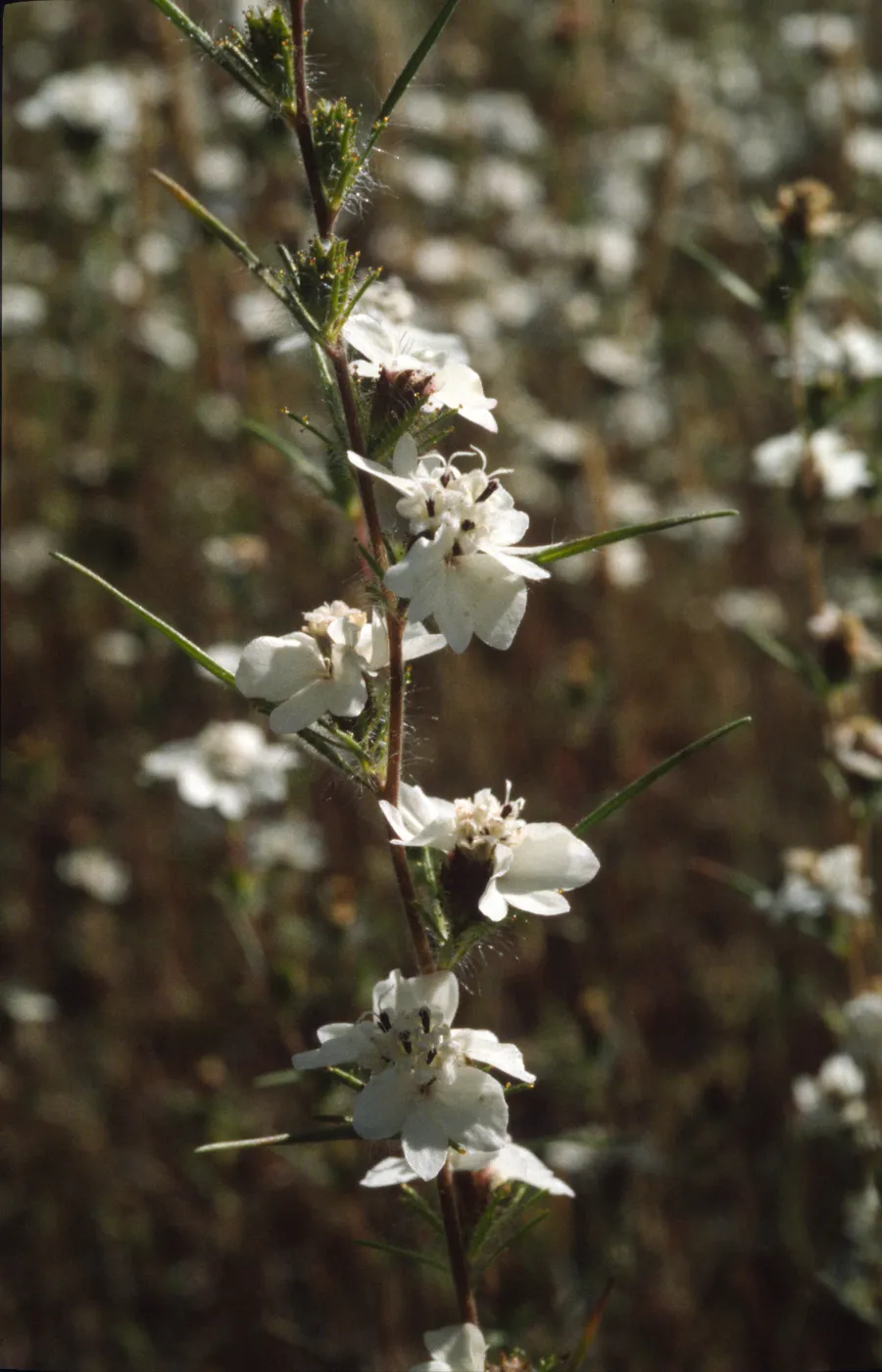 Calycadenia truncata