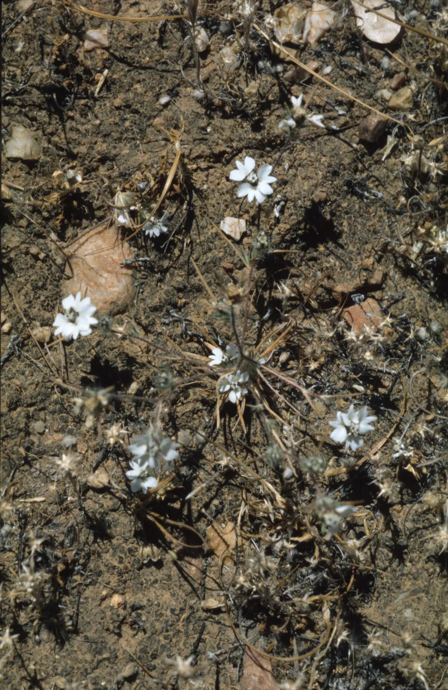 Calycadenia villosa