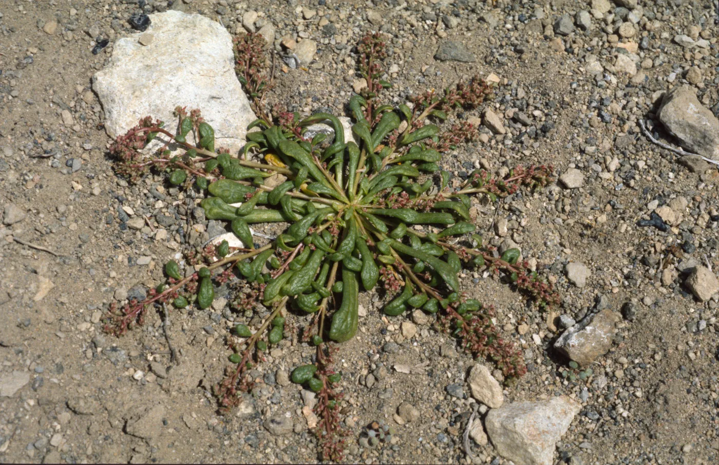 Calyptridium monandrum