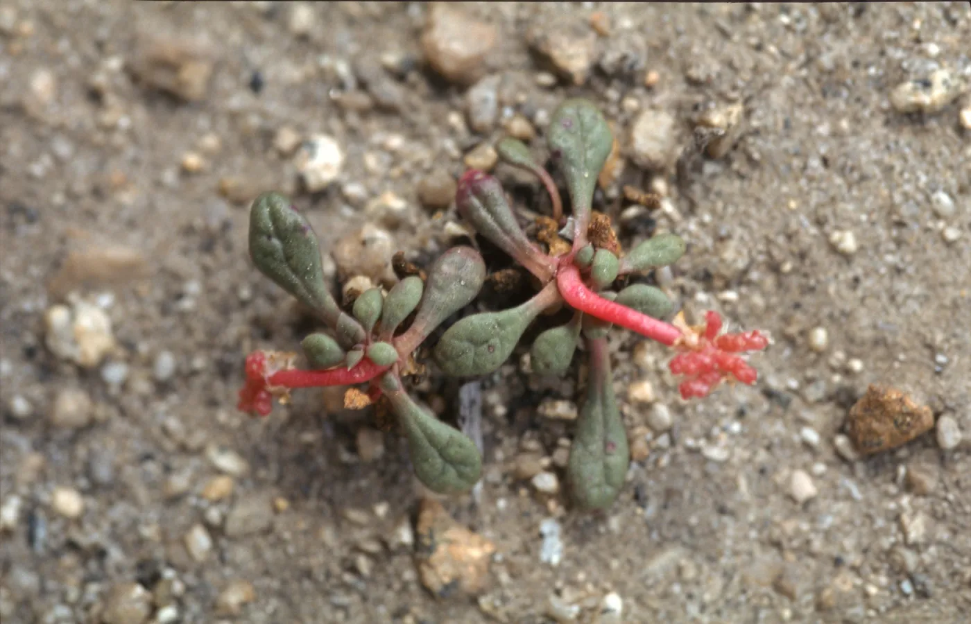 Calyptridium roseum