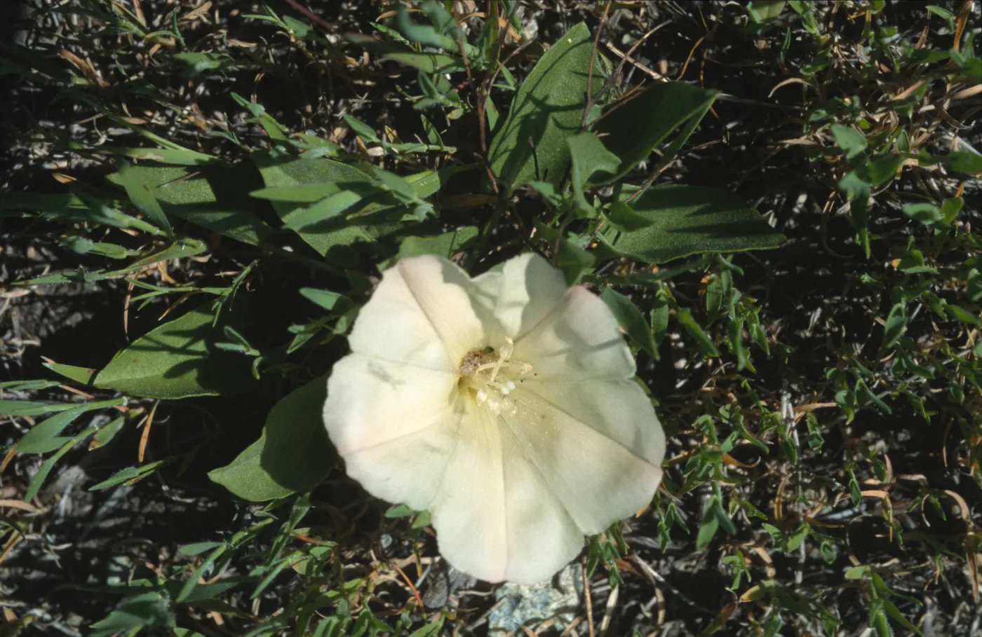 Calystegia subacaulis ssp. episcopalis