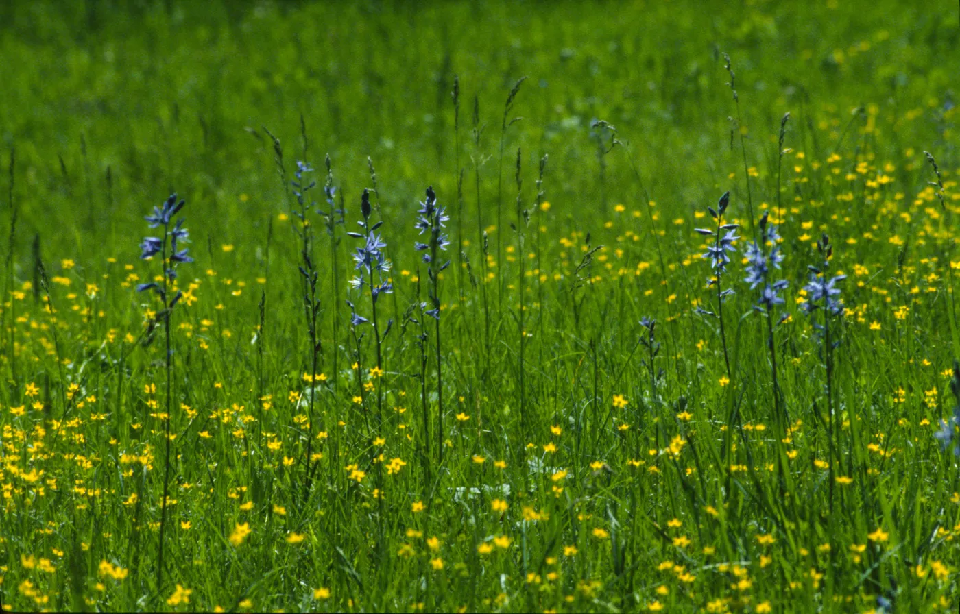 camassia