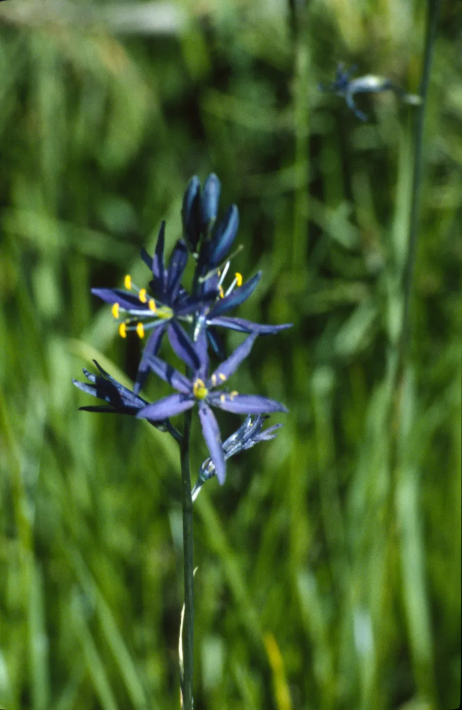 camassia