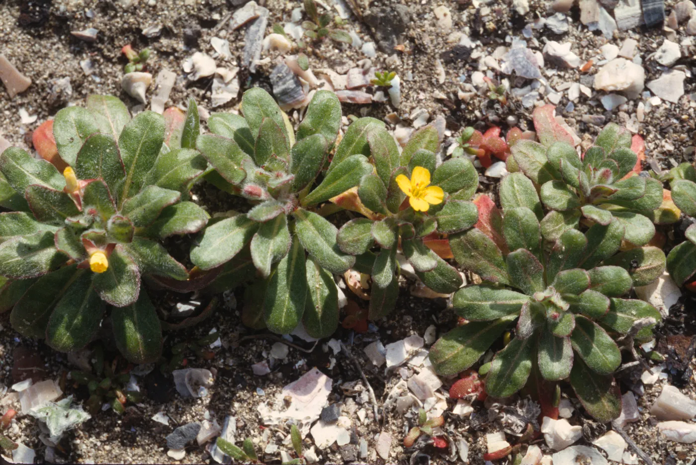 Camissonia guadalupensis