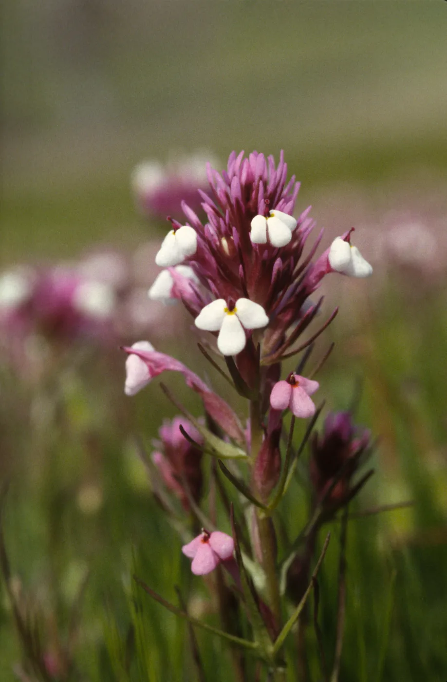 Castilleja densiflora