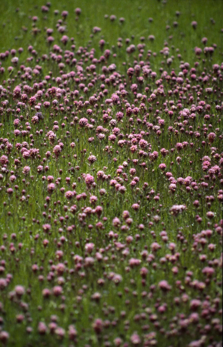 Castilleja exserta