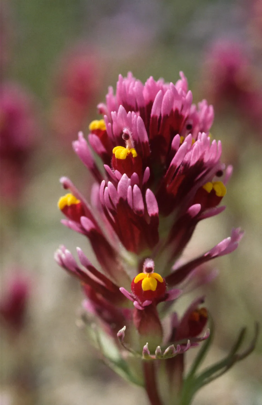 Castilleja exserta ssp. venusta
